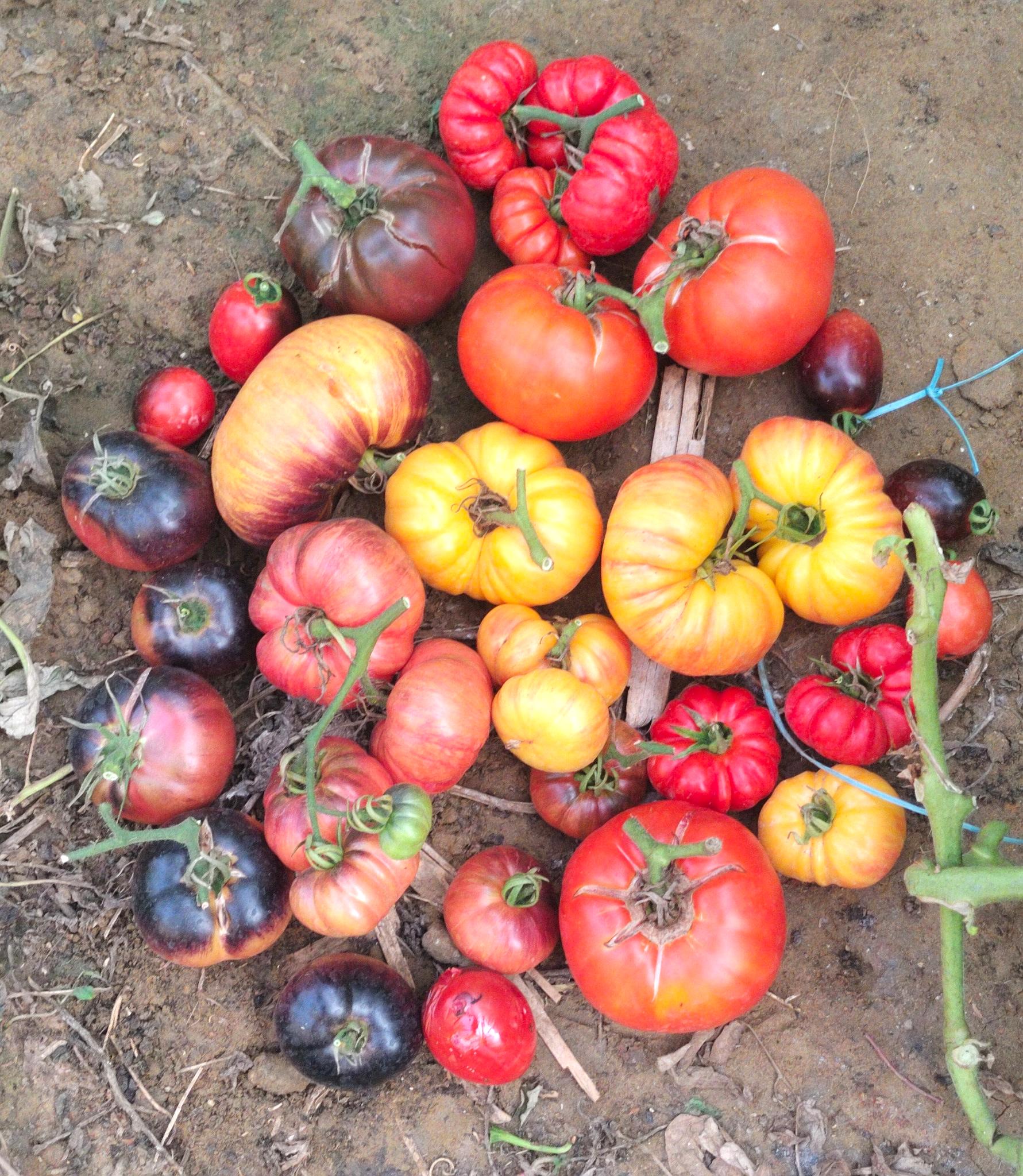 Rare Tomato Plants