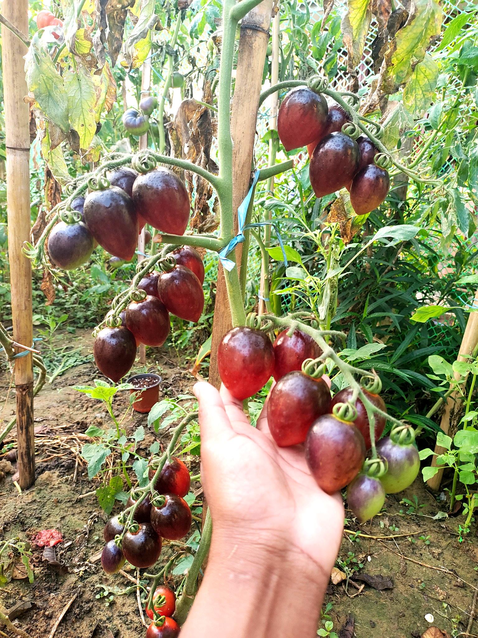 Rare Tomato Collection