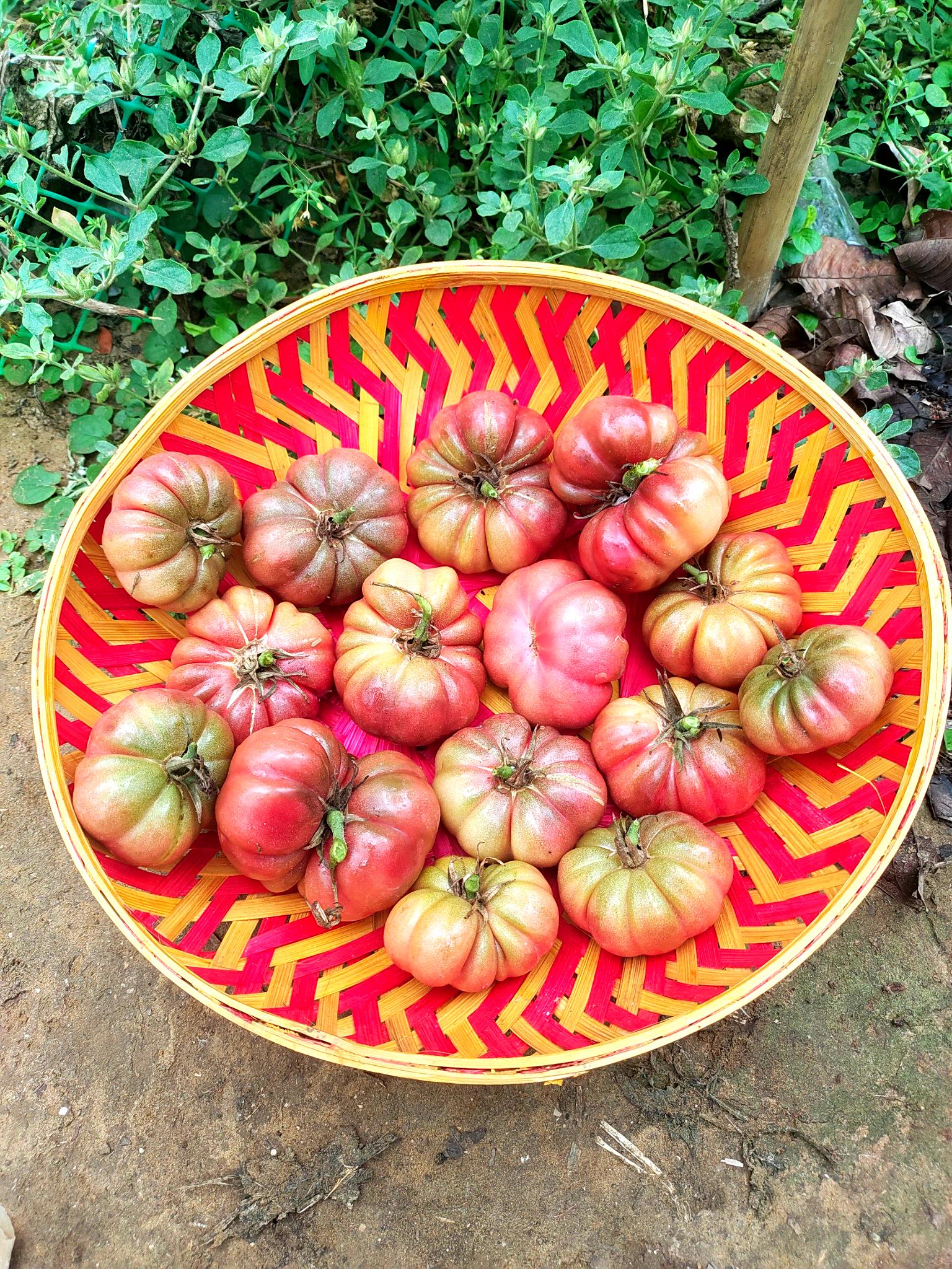 Tomato Seed Selection
