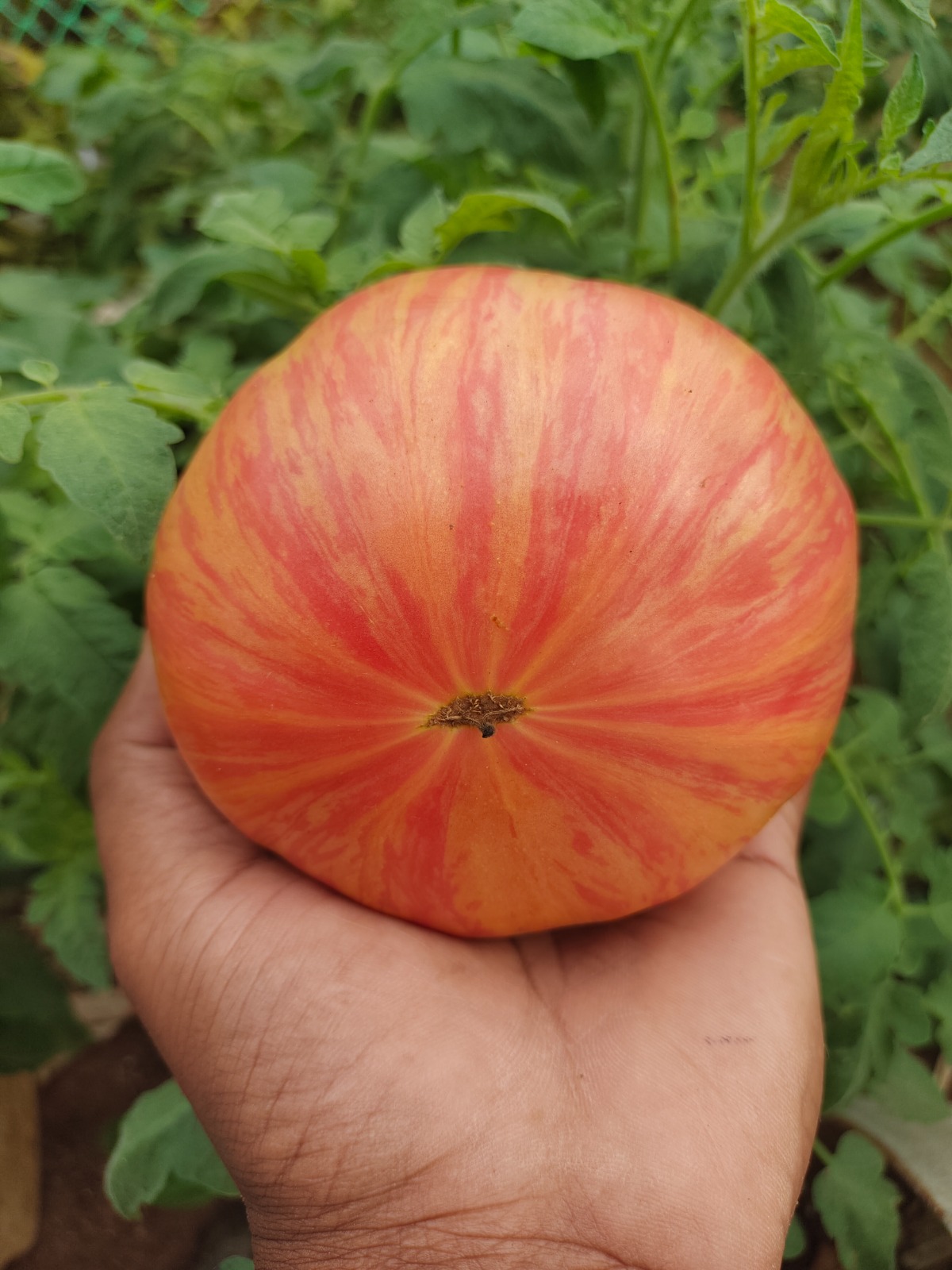 Rare Tomato Vault